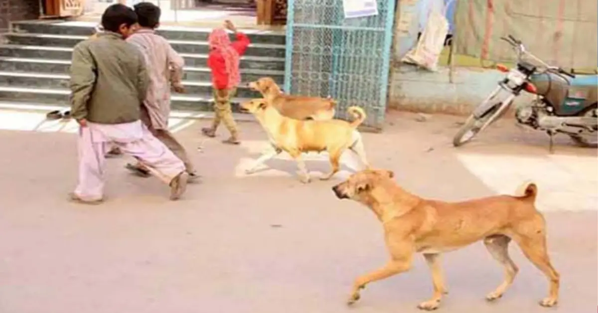 Uncontrolled Stray Dogs in Islamabad Highlight Urgent Need for Animal Control Policies