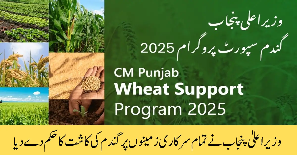Punjab Chief Minister Orders Cultivation of Wheat on All Government-Owned Land